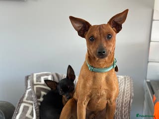 Miniature Pinscher dogs Loving Homes Wanted for Two Miniature Pinschers - Advert 2