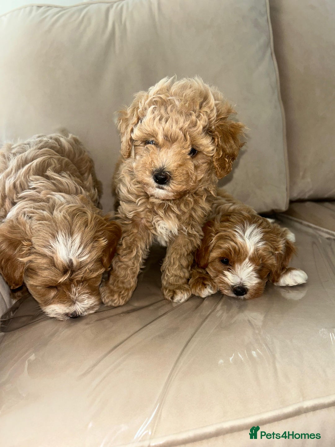 Maltipoo dogs for sale: Stunning Red Maltipoo Boys 🐶  - Image 12