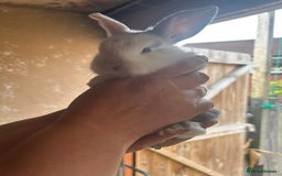 Mini Lop rabbits for sale: Baby bunnies - Image 1