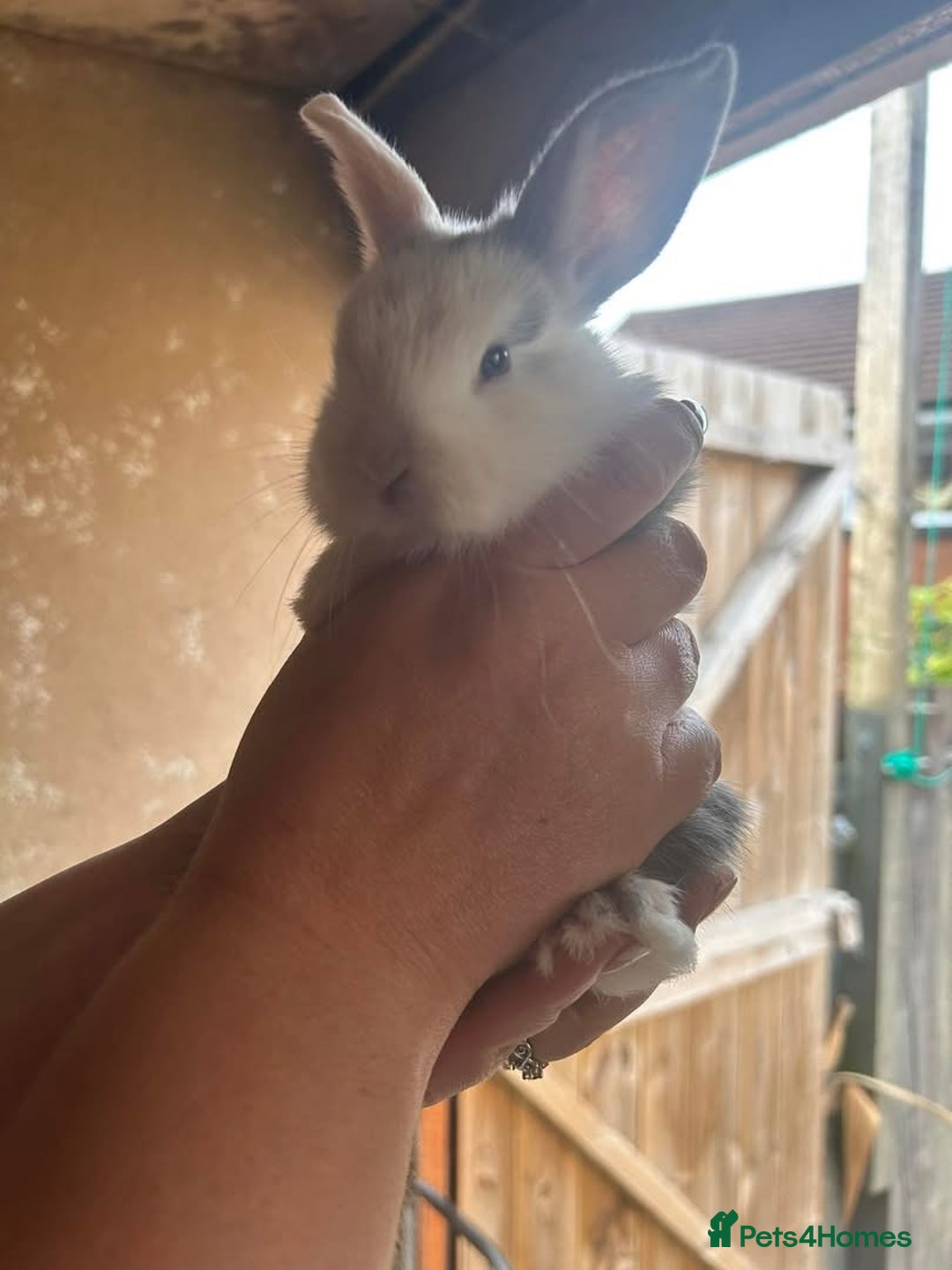 Mini Lop rabbits for sale: Baby bunnies - Image 1