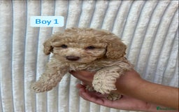 Maltipoo dogs for sale: Blue eyes F1 Maltipoo puppies - Image 5