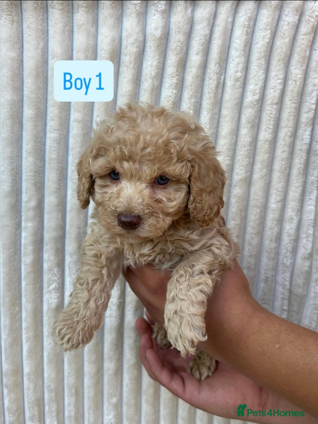 Maltipoo dogs for sale: Blue eyes F1 Maltipoo puppies - Image 5