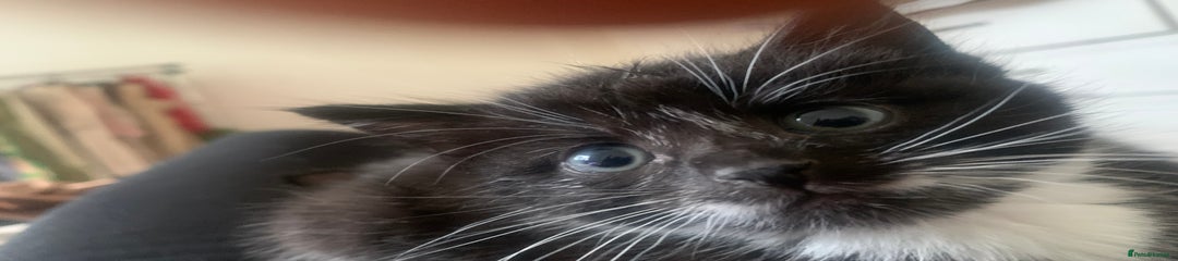 Mixed Breed Kitten 1