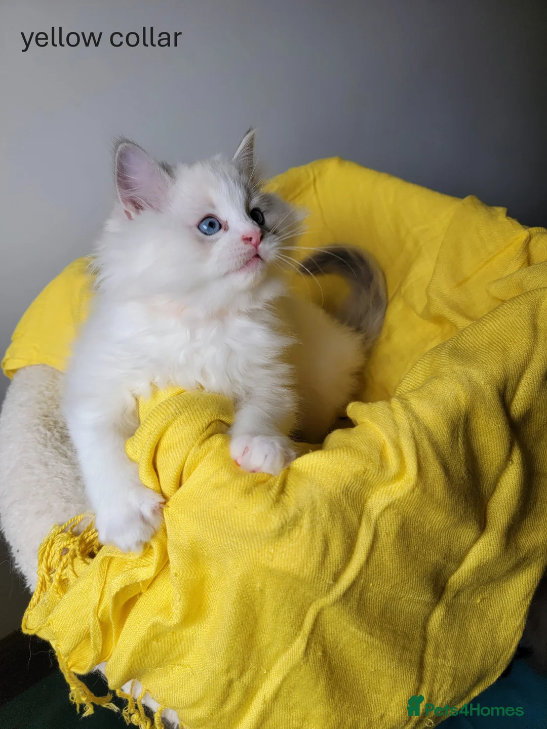 Ragdoll cats for sale: 😸Fully GCCF Certified Pedigree Ragdoll kittens💕 - Advert 8