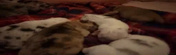Jug dogs for sale: Stunning Jug Puppy Ready for 5-Star Home!  - Advert 27