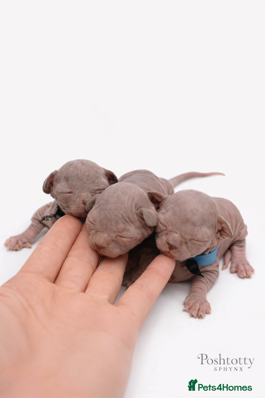 Sphynx cats Sphynx Kittens - European Champion Bloodlines - Advert 3