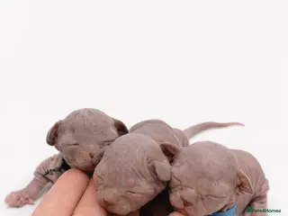Sphynx cats Sphynx Kittens - European Champion Bloodlines - Advert 3