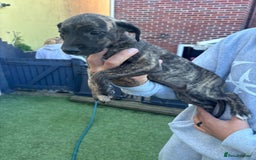 Lurcher dogs for sale: Whippet/greyhound/bull X greyhound/whippet/collieX - Image 29