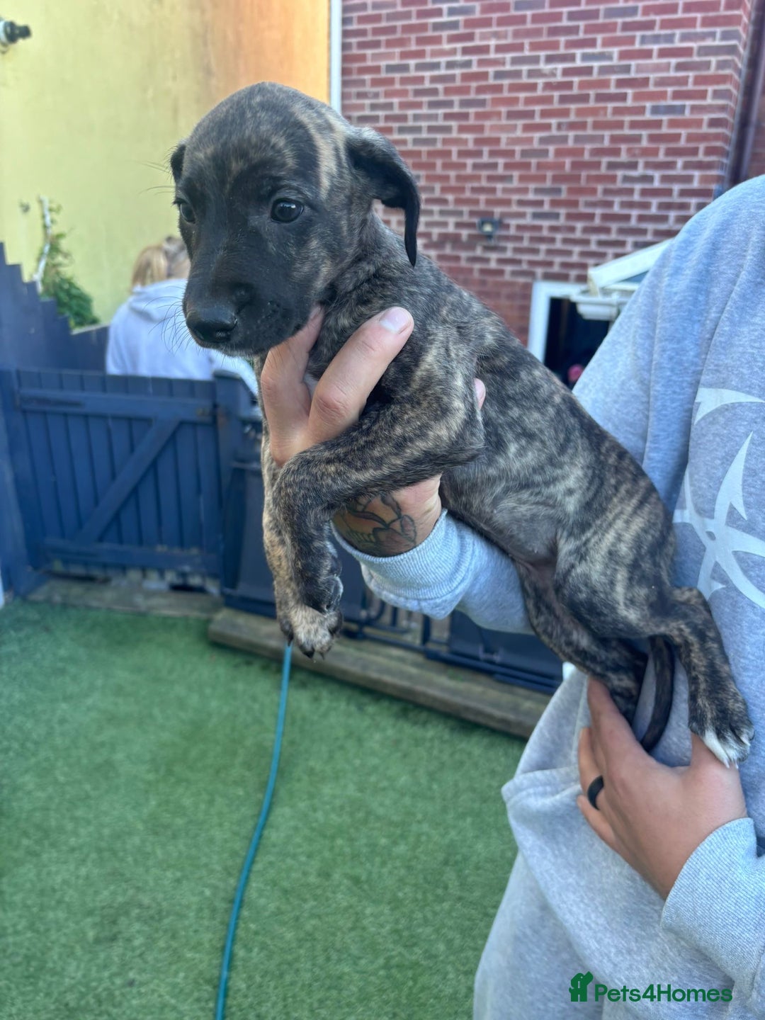Lurcher dogs for sale: Whippet/greyhound/bull X greyhound/whippet/collieX - Image 29
