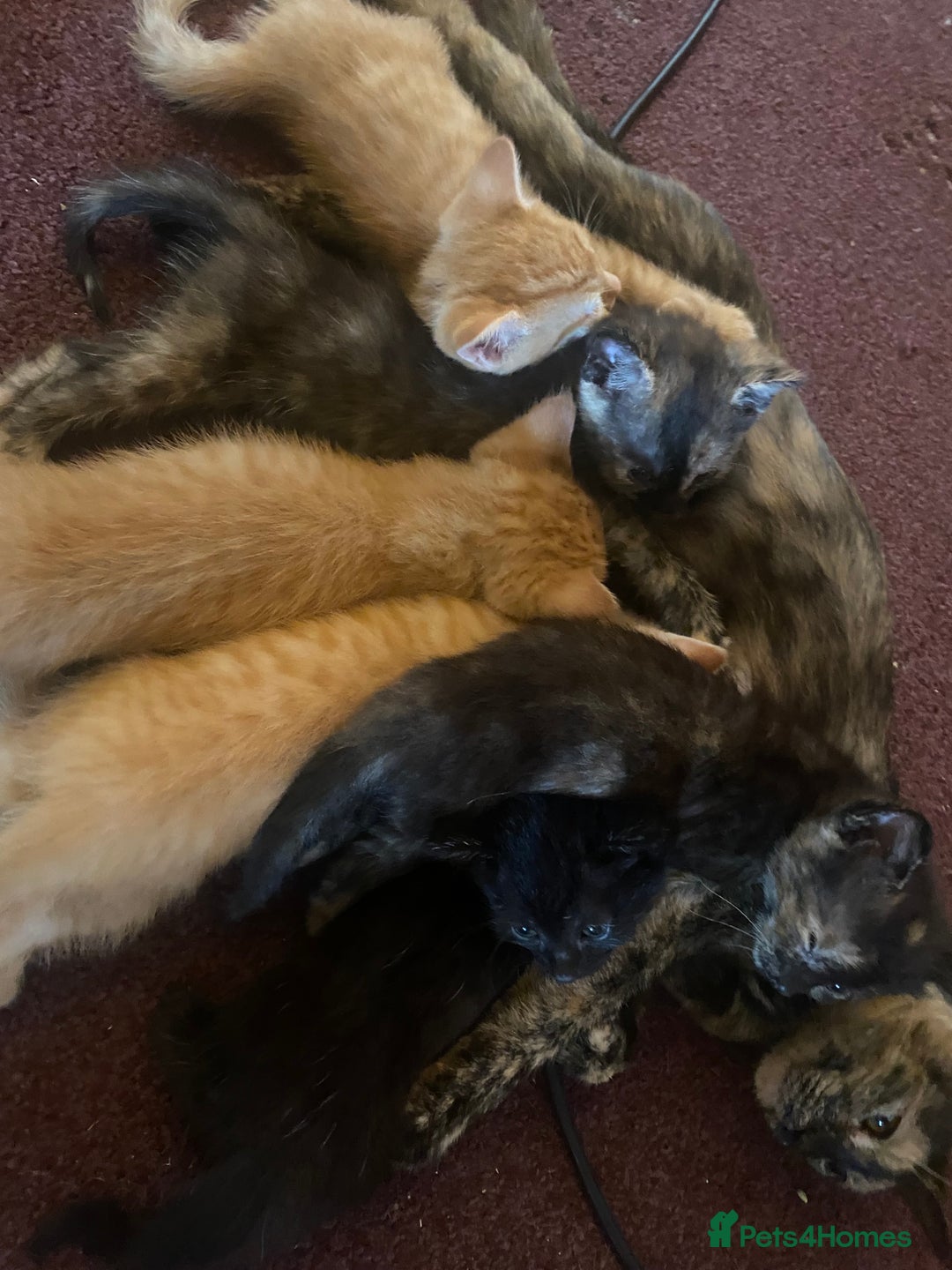 Mixed Breed cats for sale: Only 1 beautiful tortoiseshell girl left!❤️🐱 - Image 9