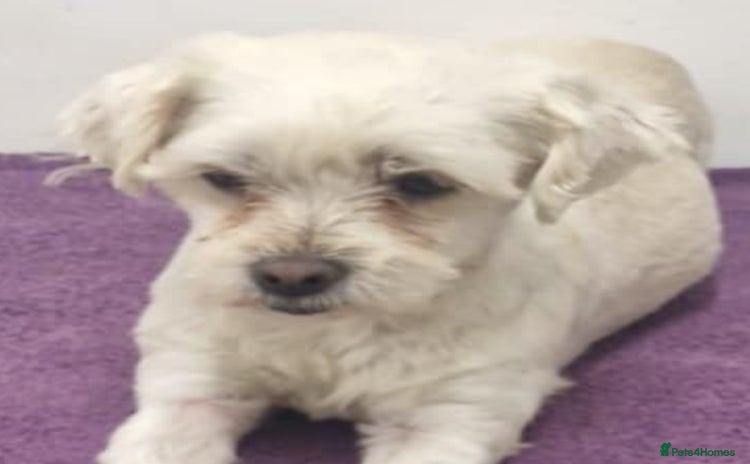 Maltese dogs Heidi. 6kg small breed  - Advert 4