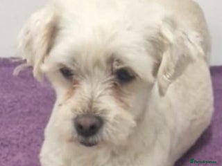 Maltese dogs Heidi. 6kg small breed - Advert 1