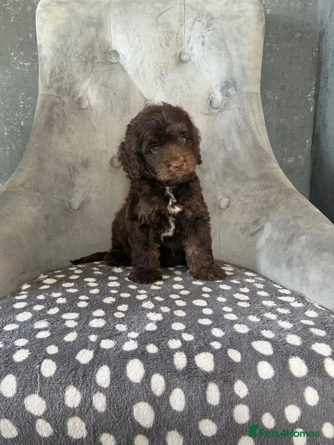 Cockapoo dogs for sale: Cockapoo pups ready now  - Advert 17