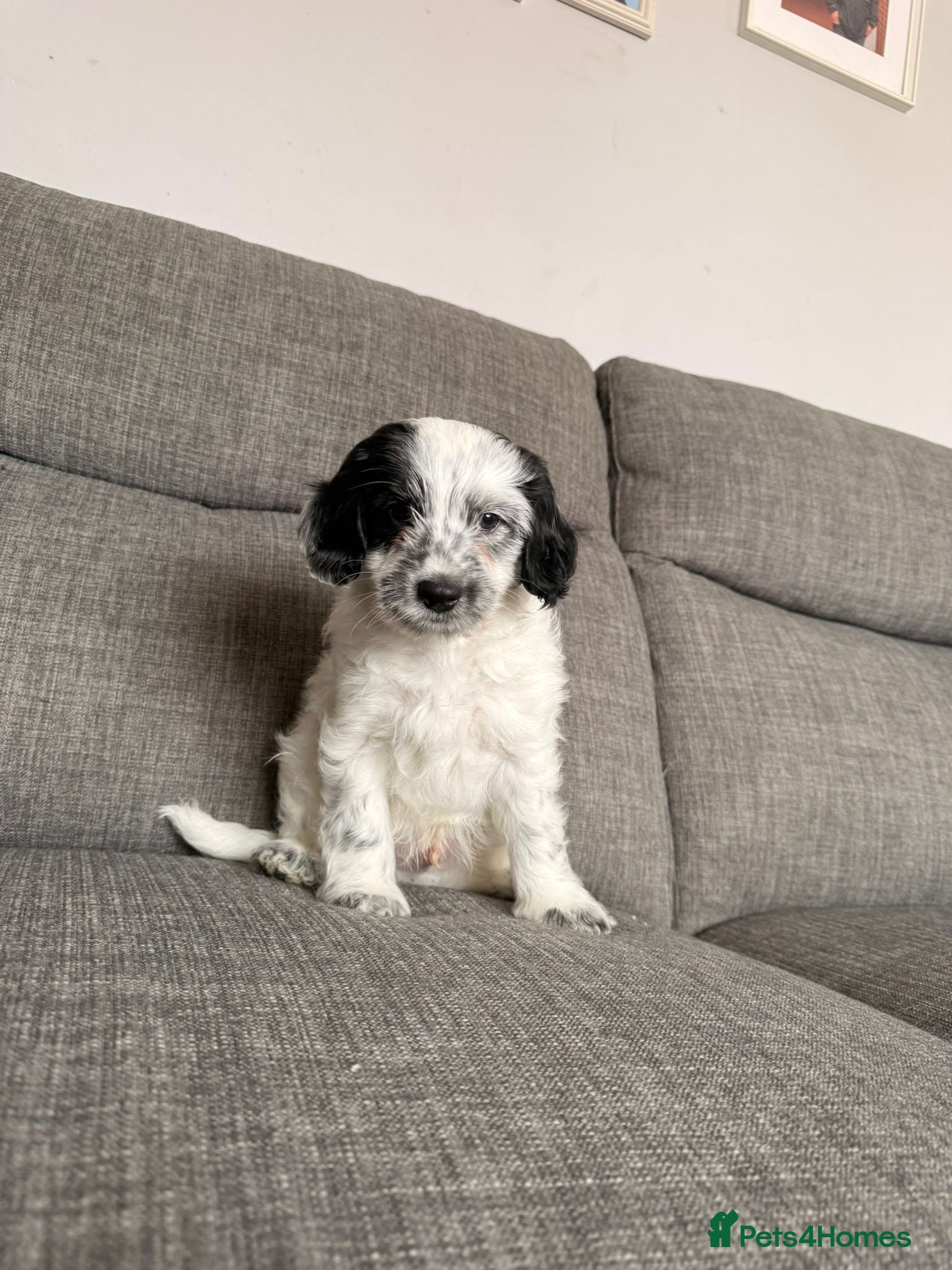 Cockapoo dogs 6 cockapoo puppies  - Advert 16