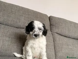 Cockapoo dogs 6 cockapoo puppies - Advert 16