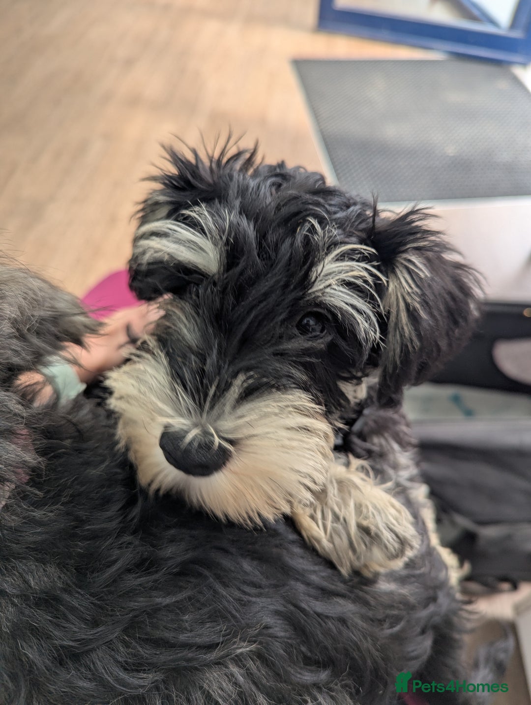 Miniature Schnauzer dogs for sale: Kc mini schnauzer pups for sale  - Image 2
