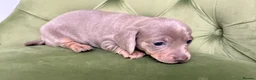 Miniature Dachshund dogs for sale: 4x miniature Dachsund  - Advert 25