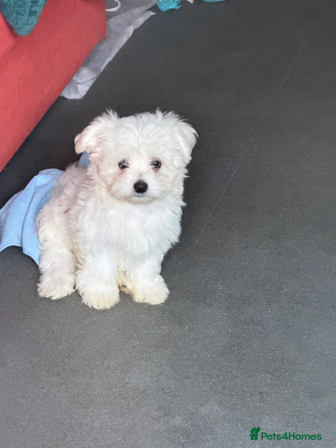 Maltese dogs for sale: Bichon Maltese  - Advert 2
