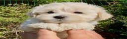 Maltipoo dogs for sale: Stunning Teddy Bear Toy Maltipoo Puppies  - Advert 8