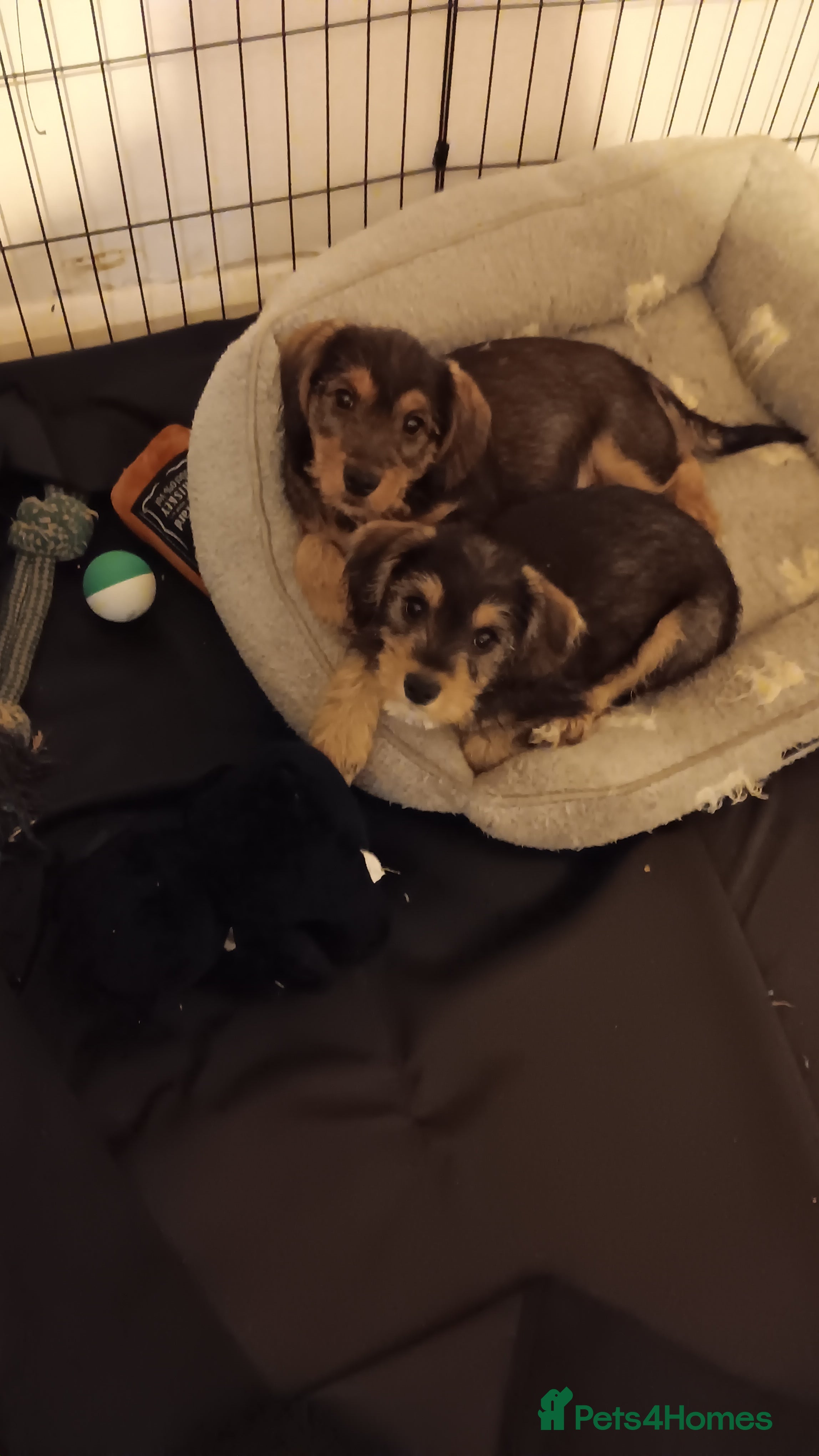 Mixed Breed dogs Three Miniature Schnoodle Puppies  - Advert 8