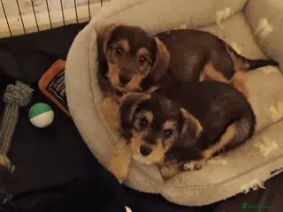 Mixed Breed dogs Three Miniature Schnoodle Puppies - Advert 8