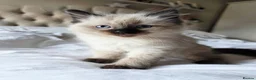 Ragdoll cats for sale: Gorgeous Fluffy Ragdoll Kittens in Birmingham - Advert 5