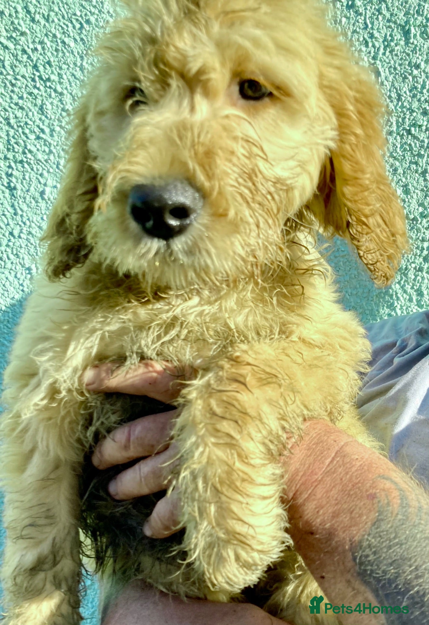 Goldendoodle dogs Goldendoodle pups Born 25 March 2026 - Advert 1
