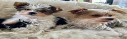 Mixed Breed dogs for sale: Pudge – Fluffy Biewer x Yorkie Boy – Ready Now! - Advert 7