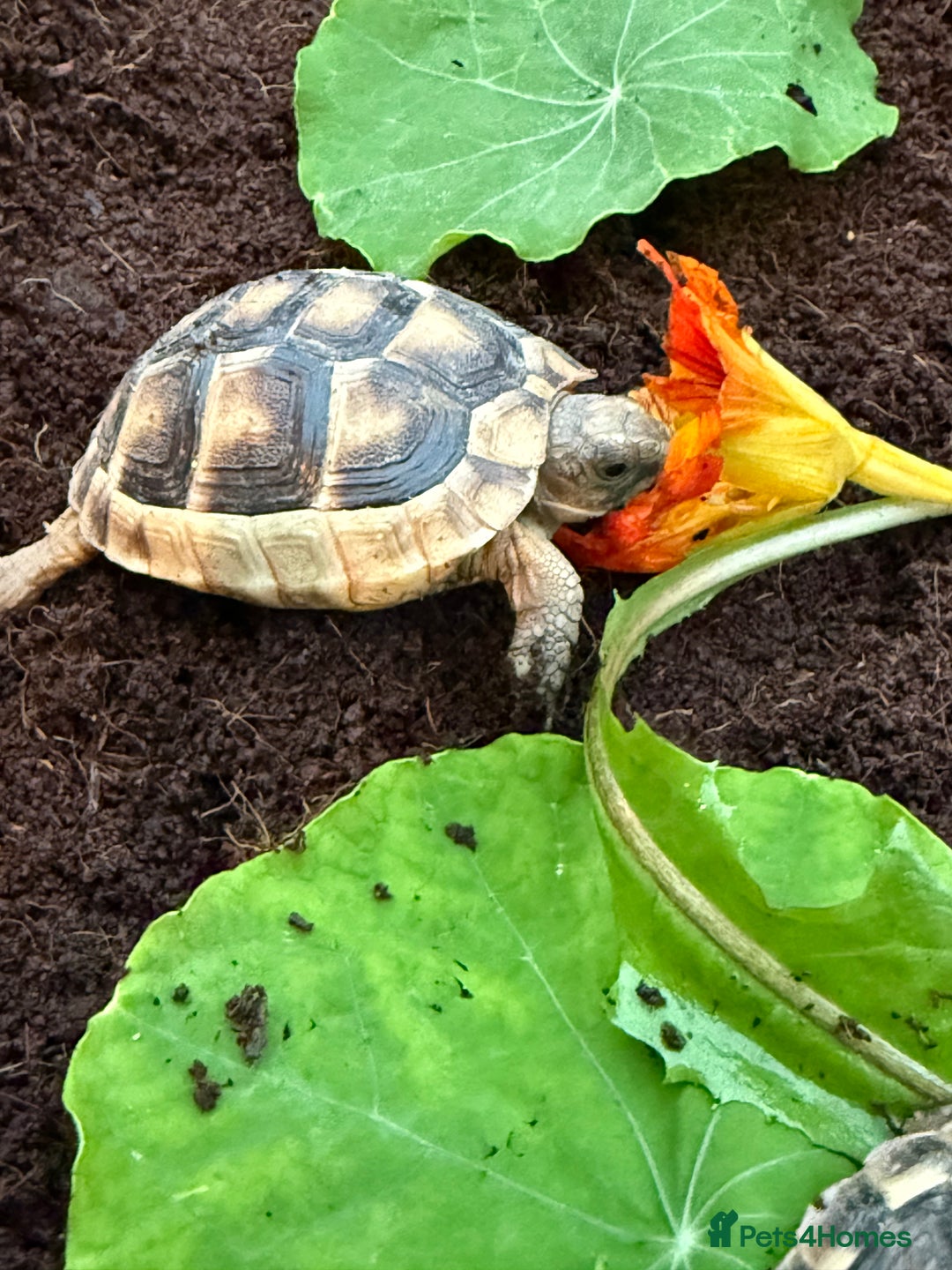 Tortoise reptiles for sale: Baby marginated tortoises for sale. Setups also av - Advert 2