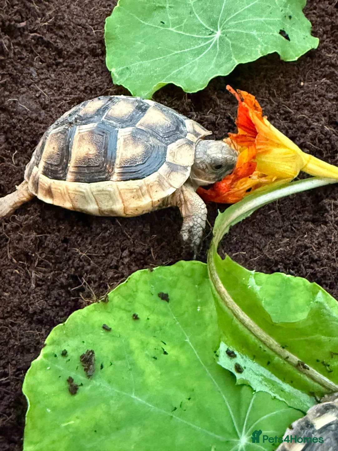 Tortoise reptiles for sale: Baby marginated tortoises for sale. Setups also av - Advert 2