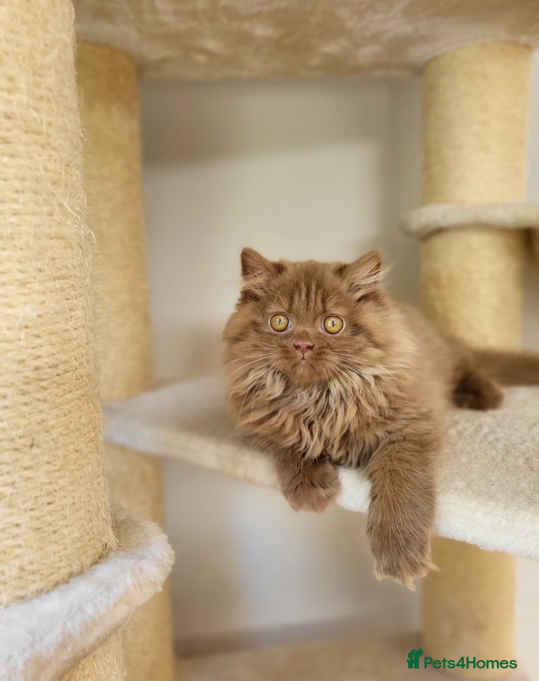 British Longhair cats for sale: Stunning Cinnamon Tica Registered Boy - Image 7