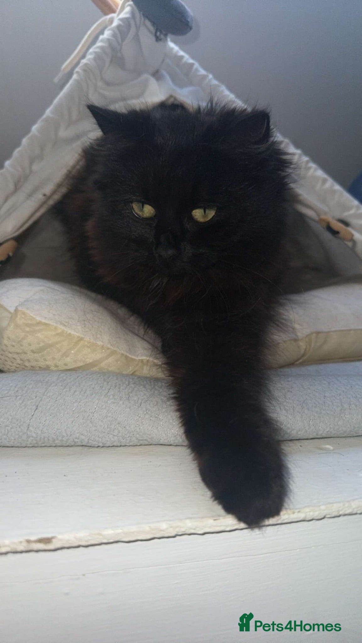 British Shorthair cats Kittens for sale !  - Advert 1