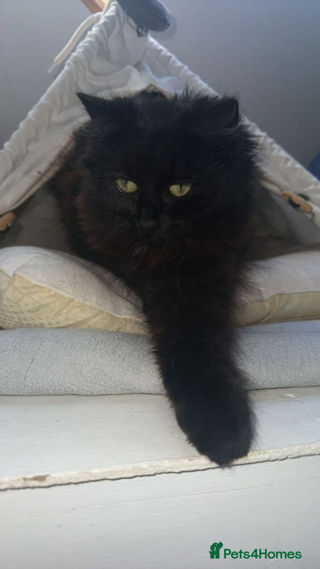 British Shorthair cats for sale: Kittens for sale !  in Taunton - Advert 1