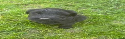 Giant Schnauzer dogs for sale: Ready now! KC Giant Schnauzer Girl Puppy - Advert 9