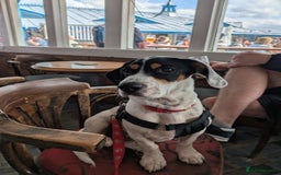 Mixed Breed dogs for sale: Jack Russell crossed -Max - Image 3