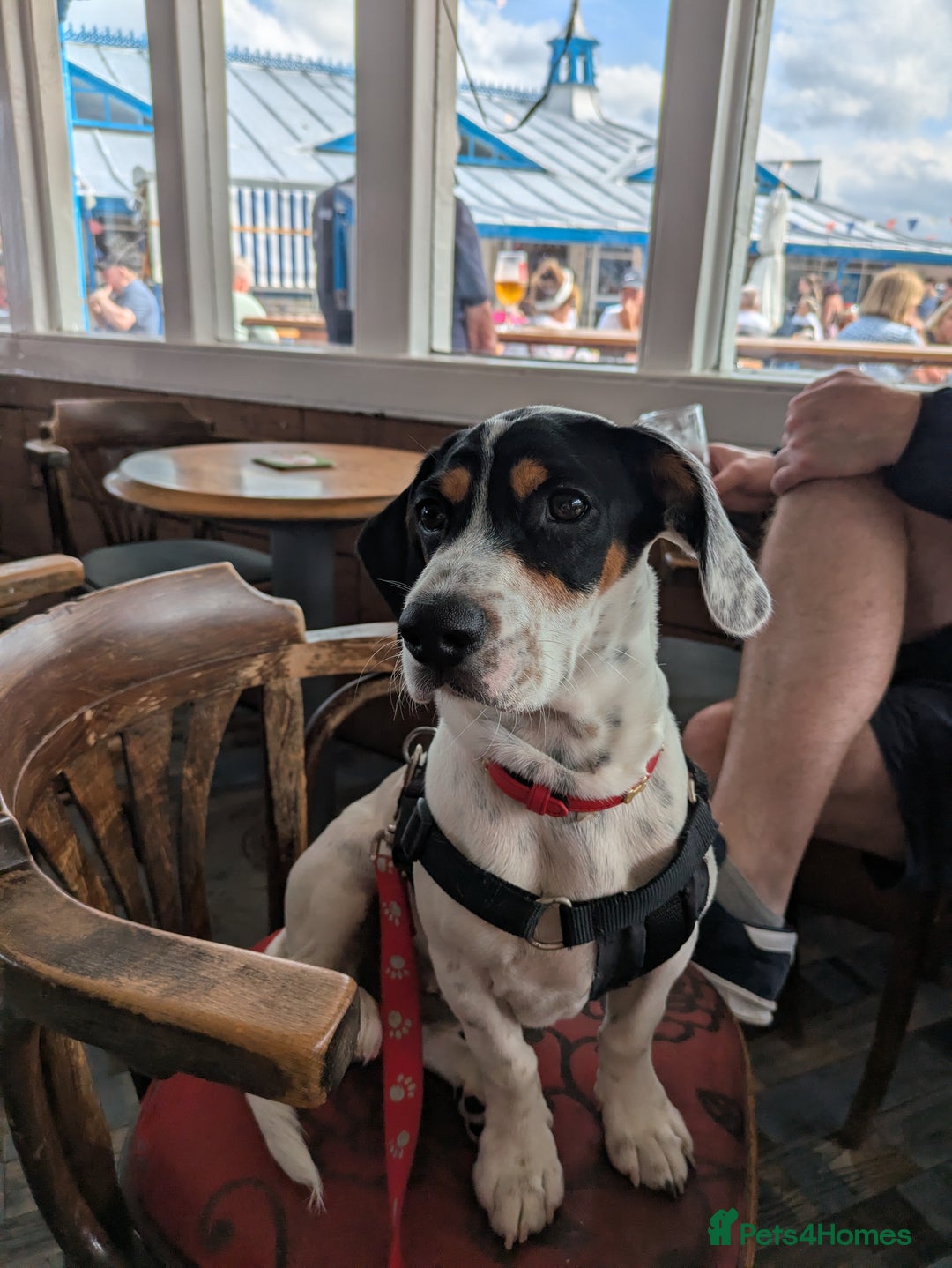 Mixed Breed dogs for sale: Jack Russell crossed -Max - Image 3