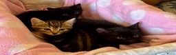 Domestic Shorthair cats for sale: Beautiful kittens for sale - Advert 15