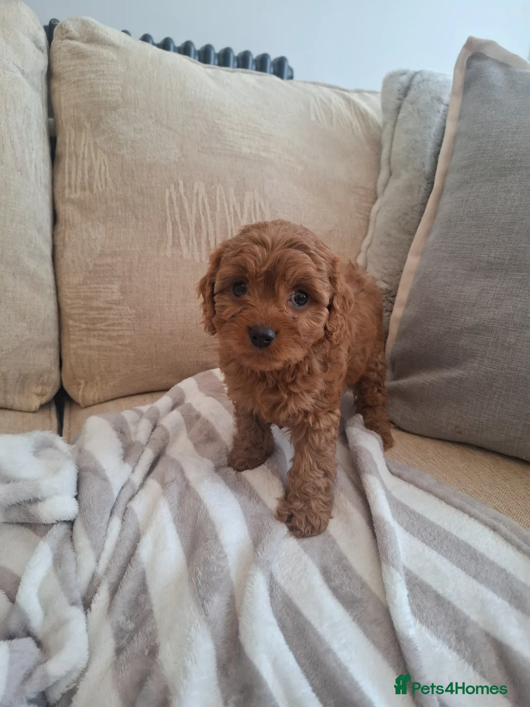 Cavapoo dogs for sale: F1 Teddy bear cavapoo. Extensively health tested - Advert 11
