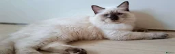 Ragdoll cats for sale: 💠FiFe registered Ragdoll kittens for sale💠 in Bristol - Advert 21