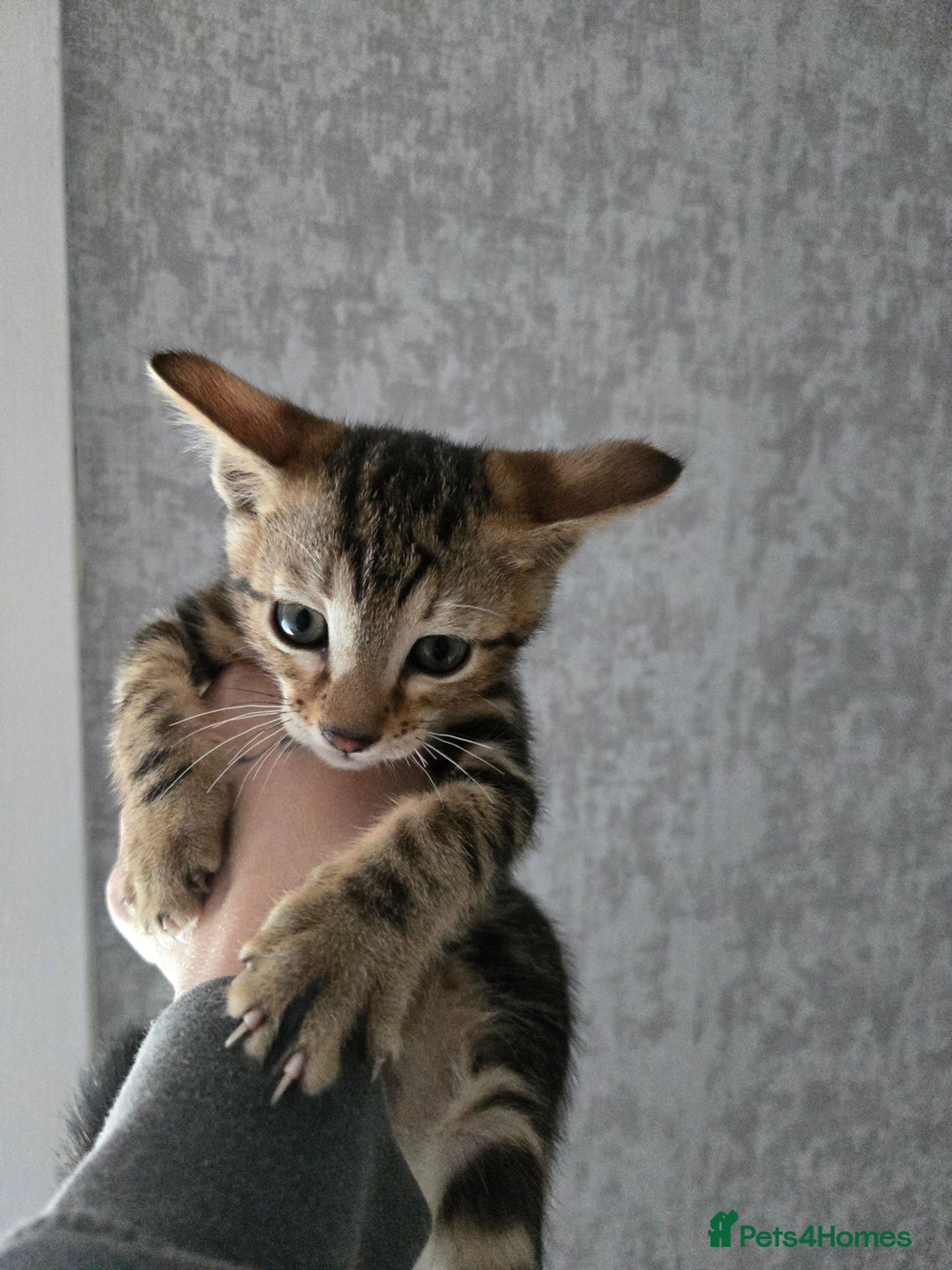 Bengal cats for sale: Two stunning little girls absolutely stunning!!!  - Advert 14