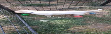 Labrador Retriever 6