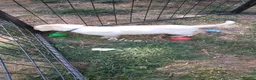 Labrador Retriever dogs for sale: 6 beautiful labrador puppies  - Advert 3