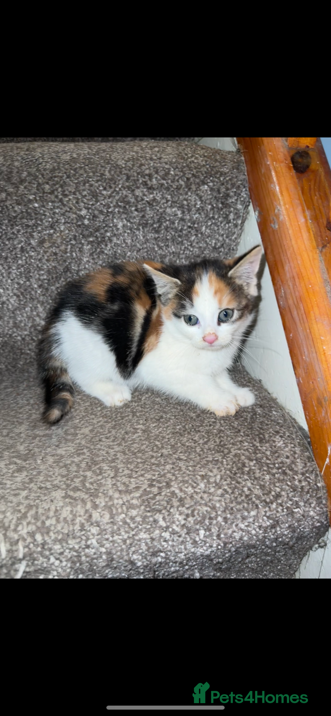 British Longhair cats for sale: 4 beautiful long hair kittens  - Image 3
