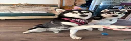 Siberian Husky dogs for sale: Siberian Huskies 12 week old female ready now  - Advert 14