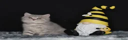 British Shorthair cats for sale: Tica registered British Shorthair kittens  - Advert 8