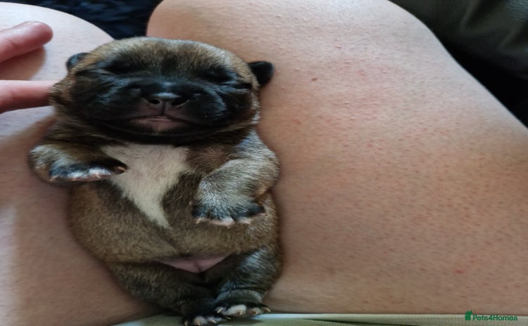 Mixed Breed dogs - Advert 15