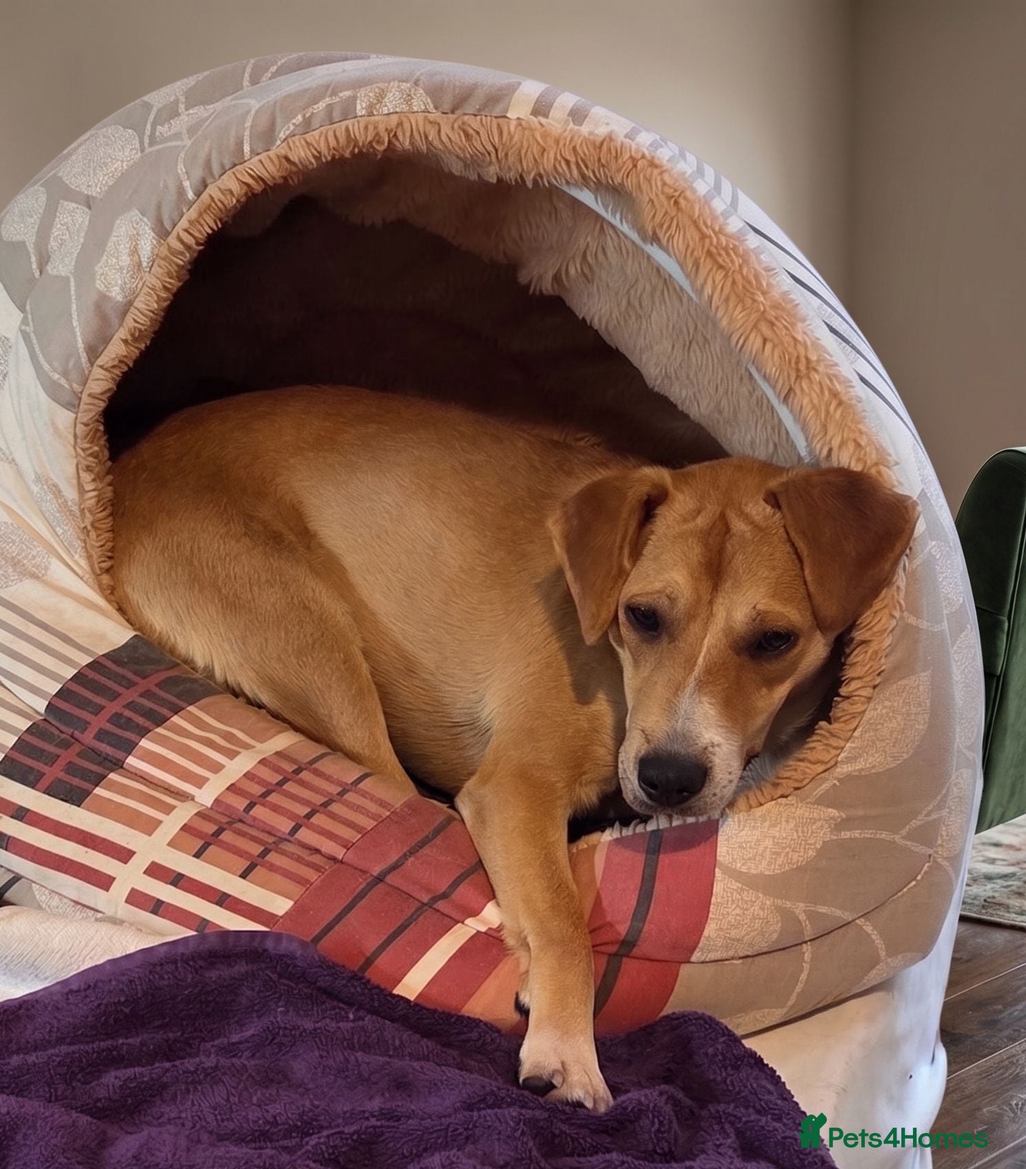 Mixed Breed dogs 🐾Jacky Adorable Playful Clever Affectionate Puppy - Advert 1