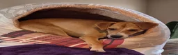 Mixed Breed dogs for adoption: 🐾Jacky Adorable Playful Clever Affectionate Puppy - Advert 1