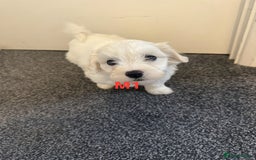Bichon Frise dogs for sale: 4 Little puppies Bichon frise - Image 13