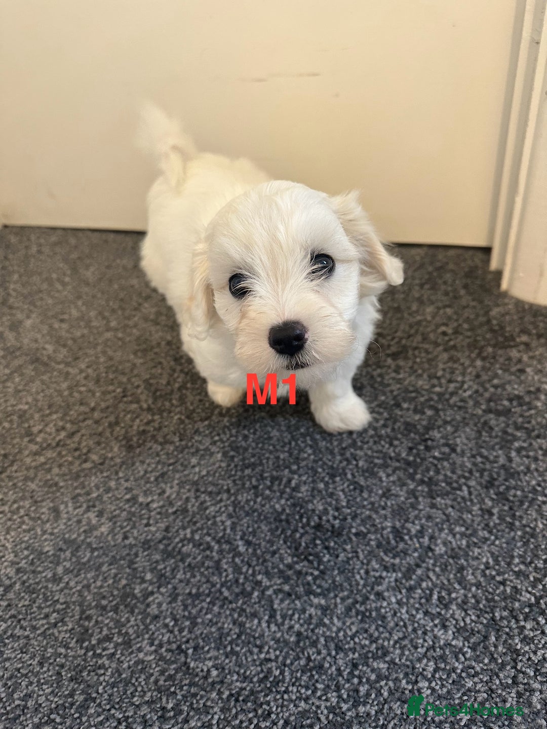 Bichon Frise dogs for sale: 4 Little puppies Bichon frise - Image 13